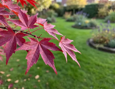 Perché le foglie diventano rosse e perché piantare in autunno