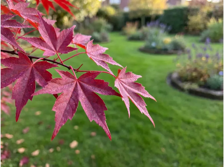 Perché le foglie diventano rosse e perché piantare in autunno