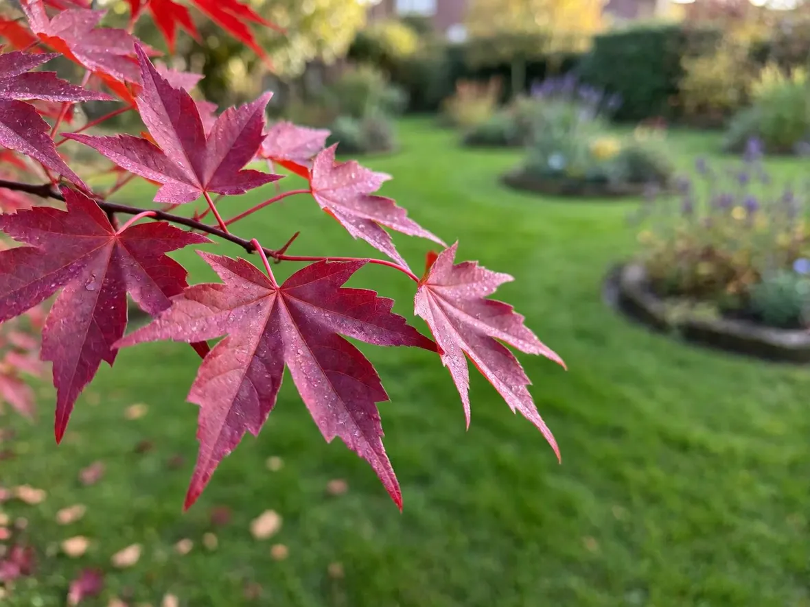 Perché le foglie diventano rosse e perché piantare in autunno
