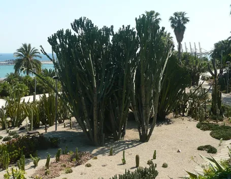Albero esotico