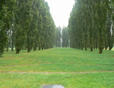 Pioppo cipressino
