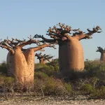 Alberi di baobab