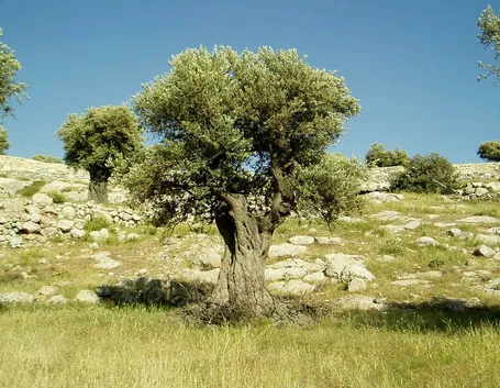Olivo tipico della flora italiana