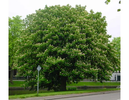 Albero castagno