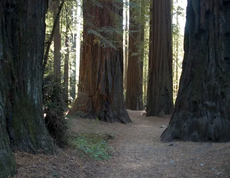 Sequoie