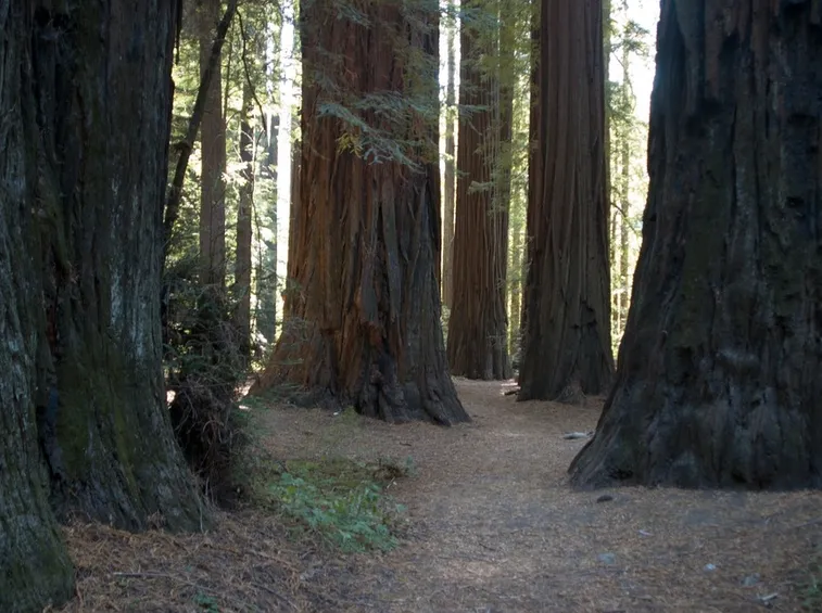 Sequoie