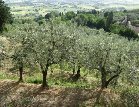 Alberi di ulivo