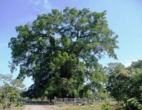 esempio di albero millenario