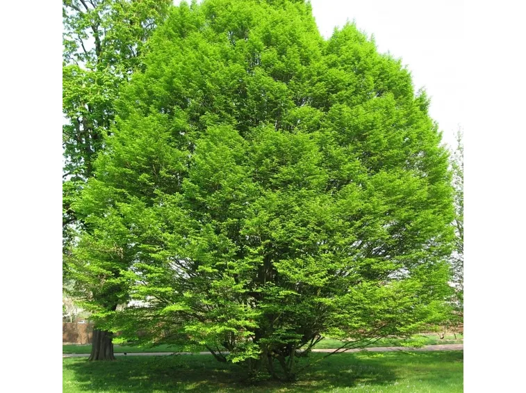 Alberi ornamentali