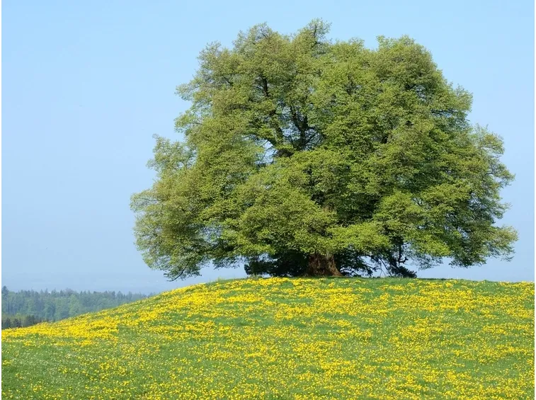 Tiglio prato