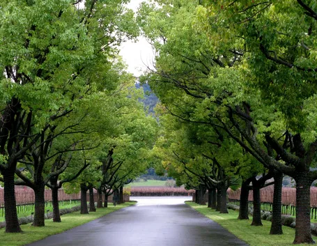 Alberi per i viali