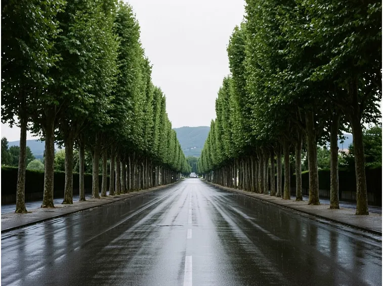 Alberi per i viali