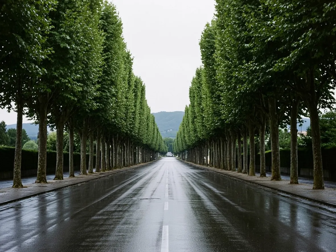 Alberi per i viali
