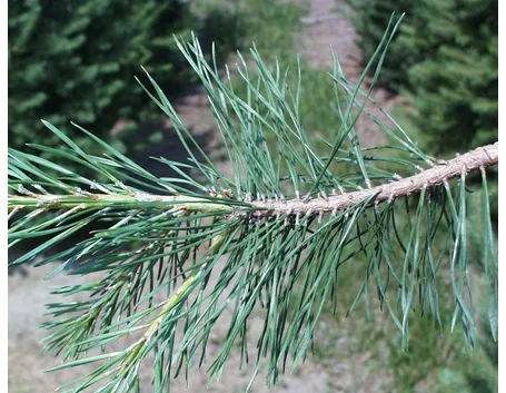 Ramo di un albero resinoso