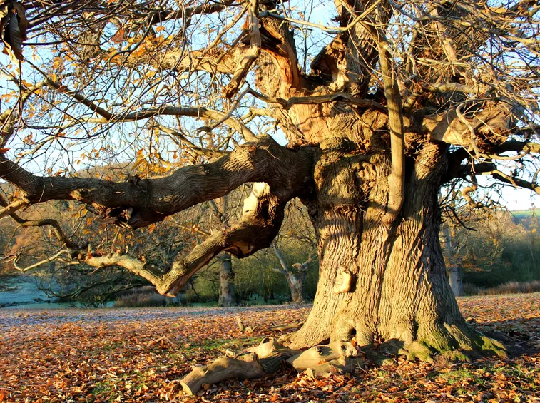 esempio albero secolare