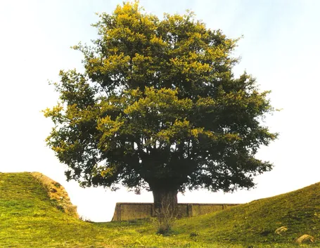 Esemplare di alberi ad alto fusto