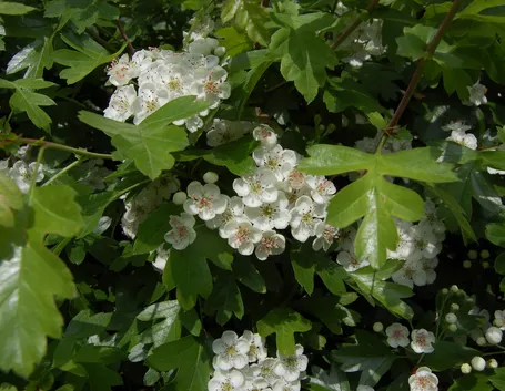 Biancospino