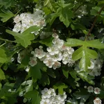 Biancospino