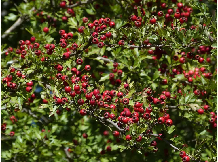 Frutti del biancospino