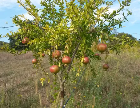 Albero di Melograno in terreno