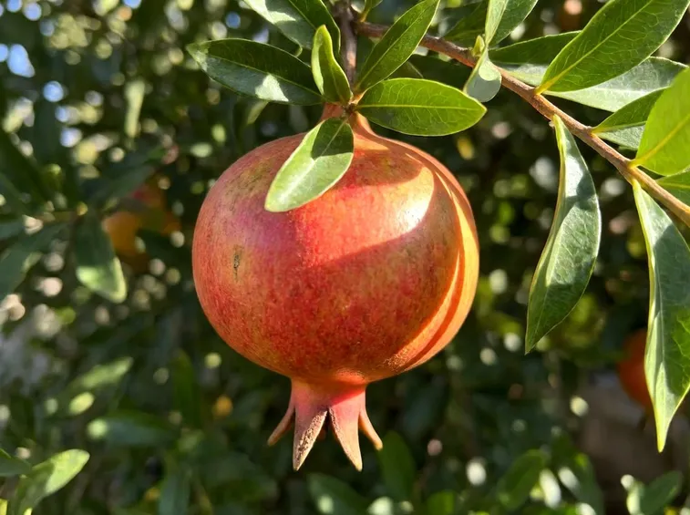 Melograno pronto da raccogliere