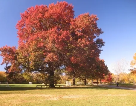 Quercia rossa