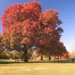 Quercia rossa