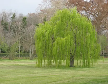 Albero di salice piangente