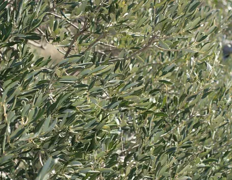 Fogliame ulivo