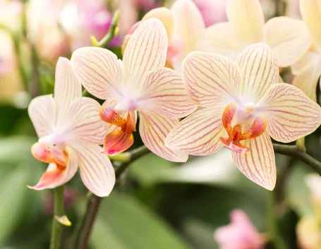 Fiori di Orchidee