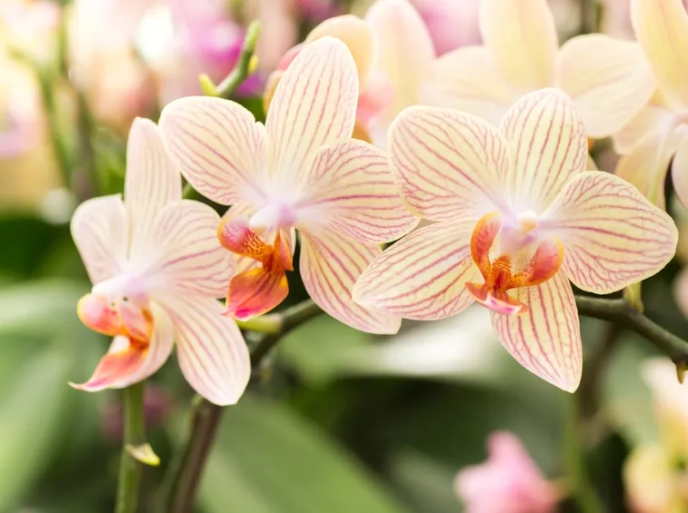 Fiori di Orchidee