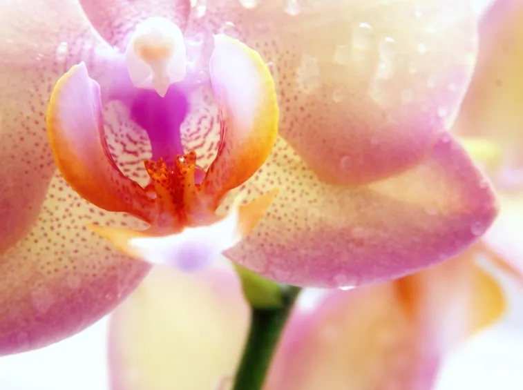 Particolare di un fiore di Orchidea