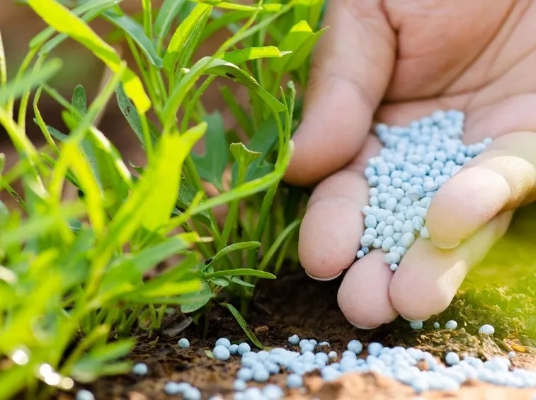 Fertilizzante piante
