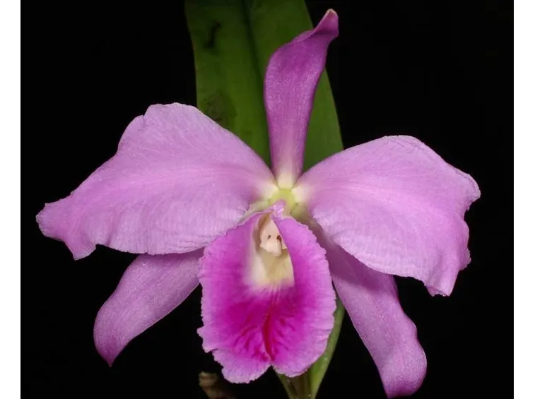 Fiore orchidea rara