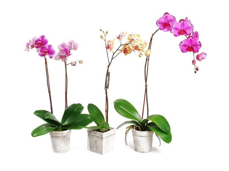 varietà orchidee