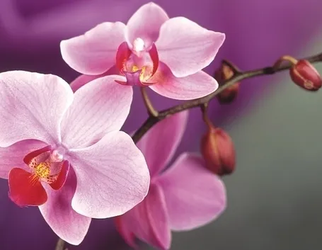 Fioritura orchidee