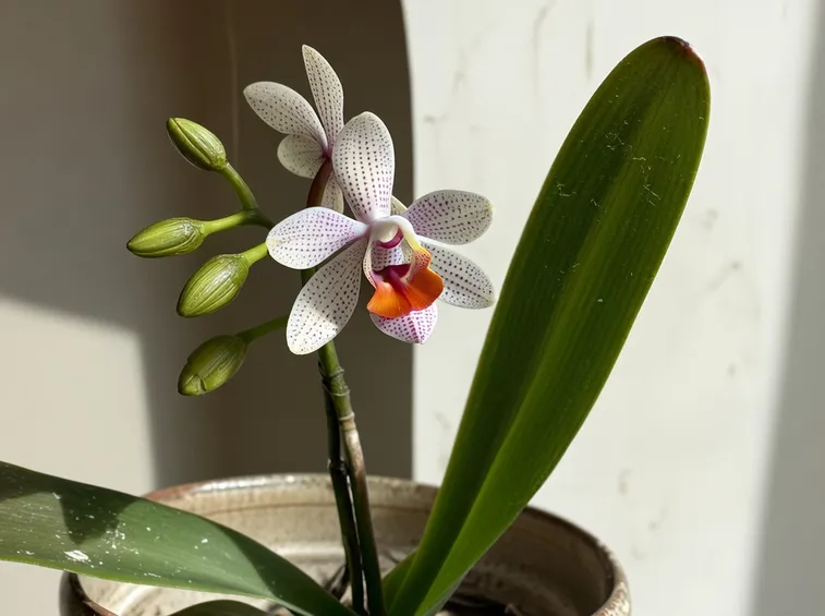 Foglie di orchidea