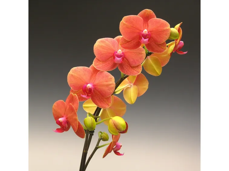 orchidea