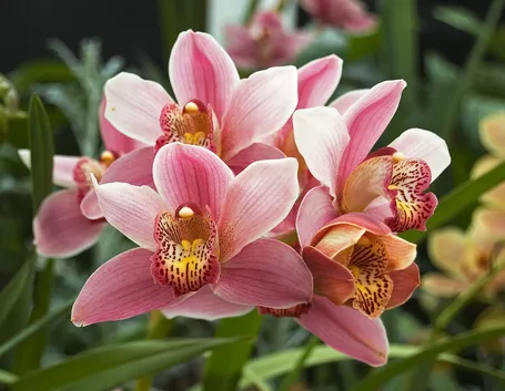 Esemplare di orchidea