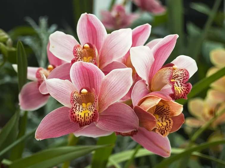 Esemplare di orchidea