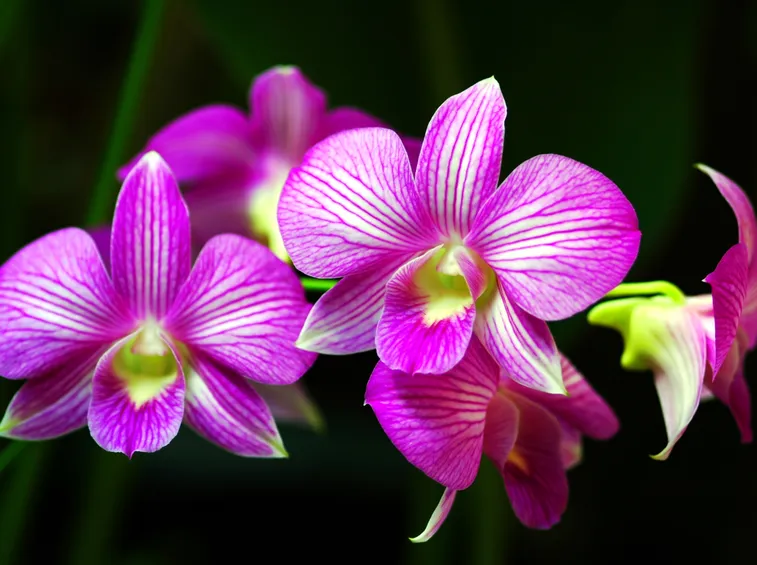 orchidee
