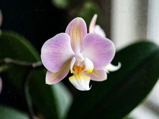 Esemplare di orchidea