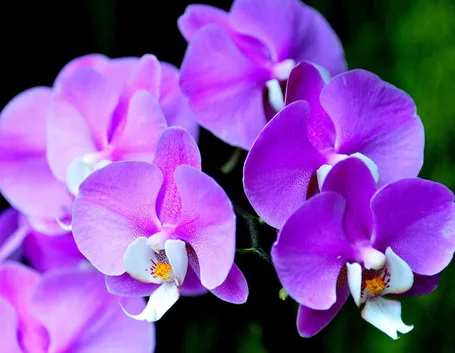 Esemplare di orchidea