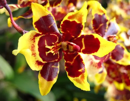 Fiori delle Orchidee Cambria