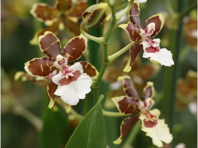 Esemplari di Orchidee Cambria