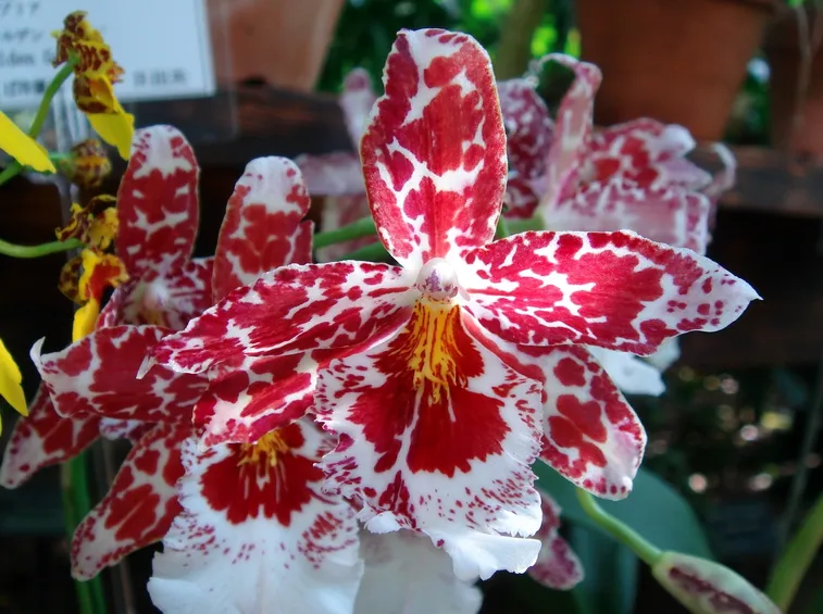 Orchidee cambria
