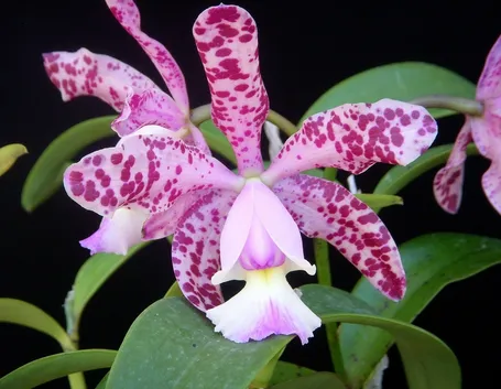Orchidee cattleya
