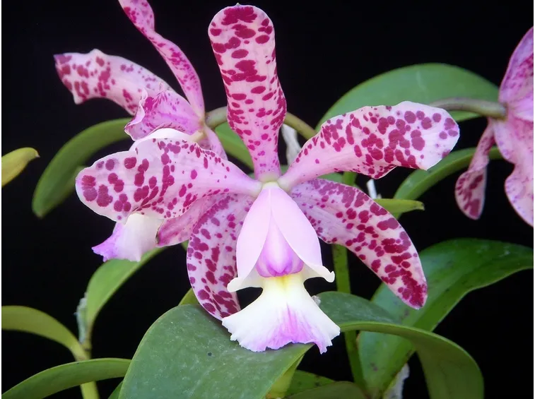 Orchidee cattleya