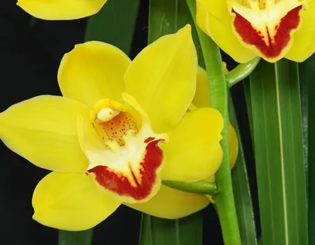 Fiore giallo di Orchidea Cymbidium