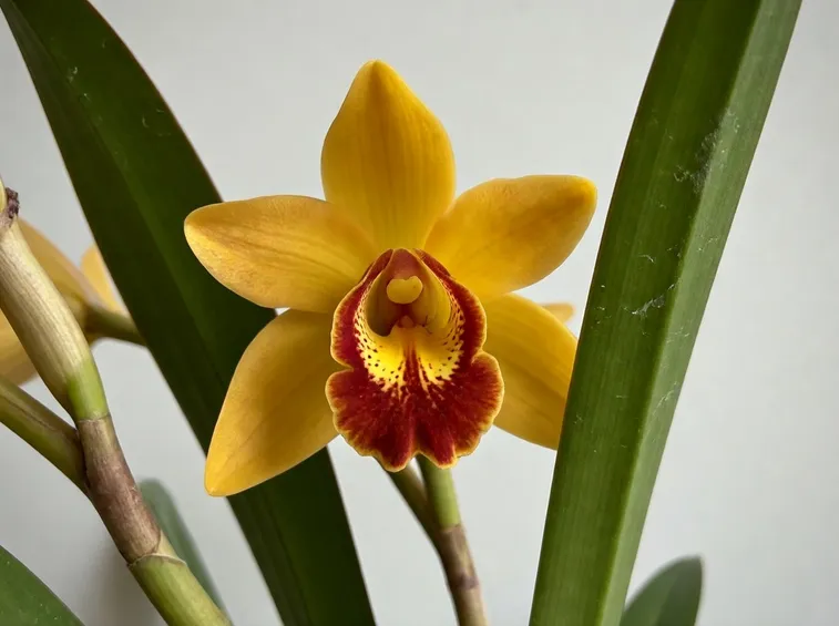 Fiore giallo di Orchidea Cymbidium